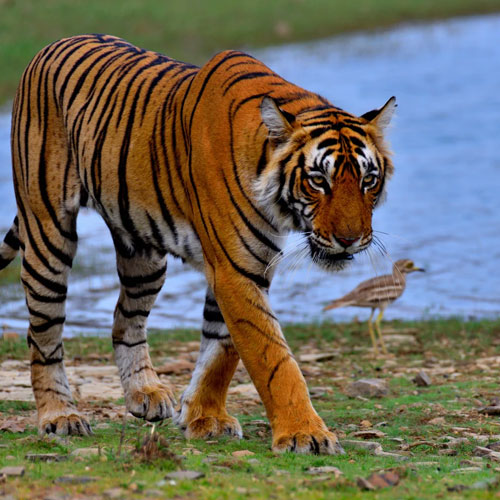 Bengal Tigers