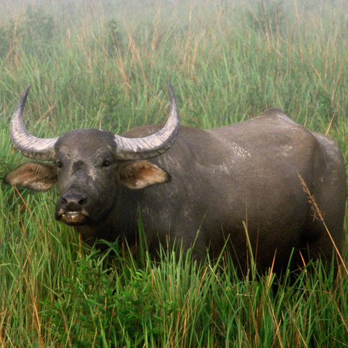 Elephants and Wild Water Buffaloes
