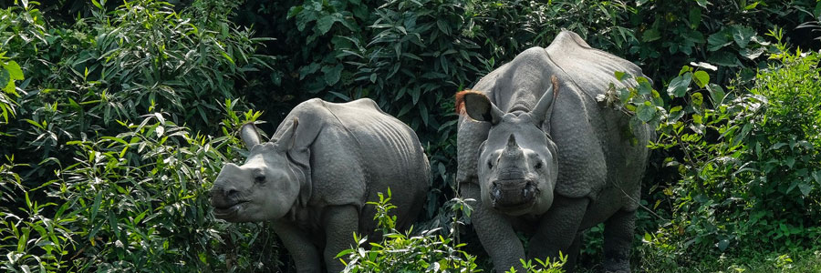 Kaziranga National Park