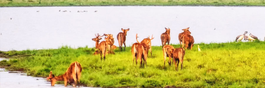 Kaziranga National Park