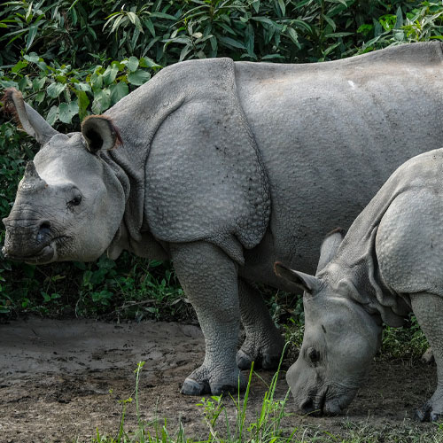 One-Horned Rhinoceros