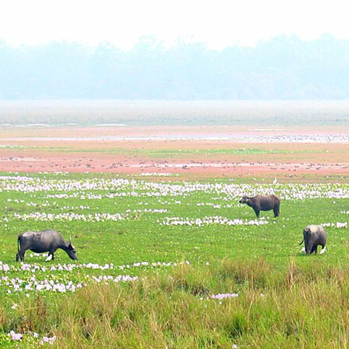 Pobitora Wildlife Sanctuary