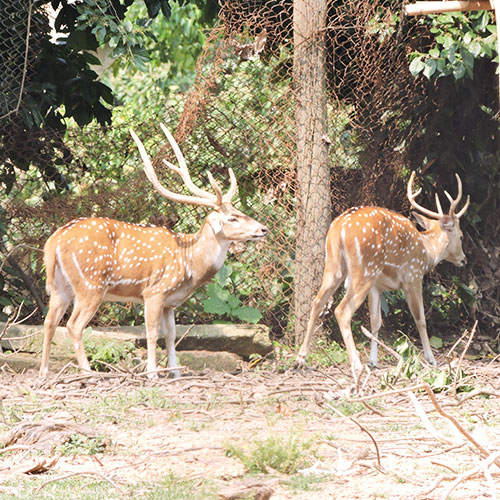 Sepahijala Wildlife Sanctuary