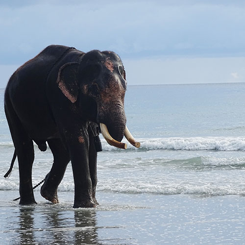 Elephant Beach
